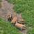 Kune kune piglets 4 thumbnail