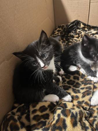 Kittens de esmoquin (Auburn)573826394920079361