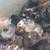 Bantam chicks 4 thumbnail