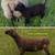 Downsizing flock Shetland and Icelandic breeding stock 15 thumbnail