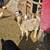 Goats for sale 8 thumbnail