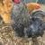 Rooster 5 thumbnail