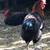 French Black Copper Maran Bev Davis Rooster 3 6 thumbnail