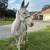Beautiful green broke mule 1 thumbnail