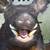Boars Head 1 thumbnail