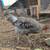 Olive Egger rooster cockerel 5 thumbnail