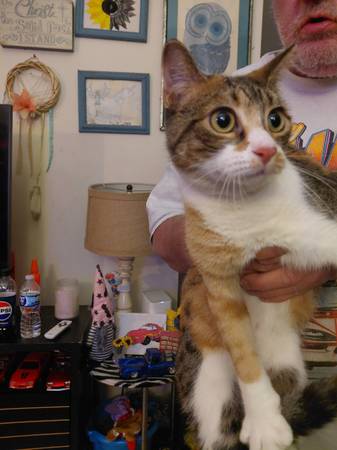 Kitten de 1 año necesita hogar lo antes posible (Melrose)63992989829122120