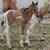 2026 Dun Tobiano Stud colt 3 thumbnail