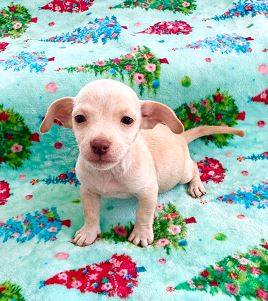 Small Breed Mix 1