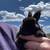 Mini Rex Rabbits 10 thumbnail