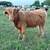 Mini moos mini cows mini cattle 7 thumbnail