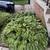 Hostas 2 thumbnail