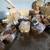Lot of Lingerie ( CALL FOR PRICE ) 1 thumbnail