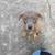 PUPPY FOUND 1 thumbnail