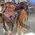 Earl Twist Saddle 2 thumbnail