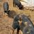 Kunekune/ipp piglets 4 thumbnail