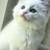 (2one3) 425-9626-Precious Kittens 3 thumbnail