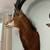 African Sable Shoulder Mount 1 thumbnail