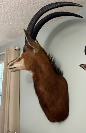 African Sable Shoulder Mount 1