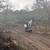FIRE PREVENTION, BLACKBERRY & BRUSH CLEARING, FIELD MOWING etc. 11 thumbnail