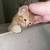 Baby boy orange kitten needs a new home! Read description v 3 thumbnail