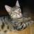 Missing cat!! 2 thumbnail