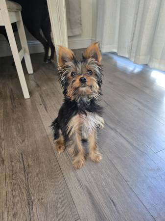 Rehome yorkie puppy (Marysville)63679254910849122