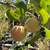 Fruit trees $30- Apples, Avocado, Fig, Peach, Plum, Nectarine, 20 thumbnail