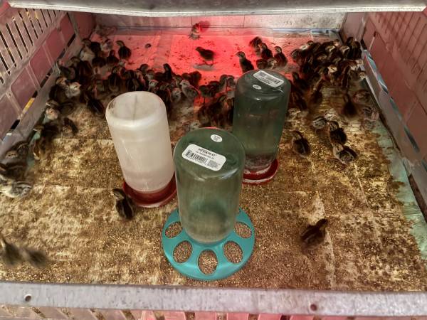 Quail 1