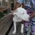 pitbull puppies 5 thumbnail
