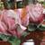 Capodimonte Flower Candle Holders   #3631 1 thumbnail
