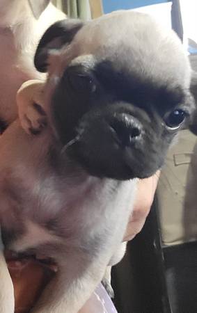 Cutesie pug bundles (Olympia)64278786328577120