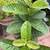 Guava fruit tree 3 thumbnail