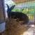 Broken Black and white New Zealand Buck DOB 6-11-25 11 thumbnail