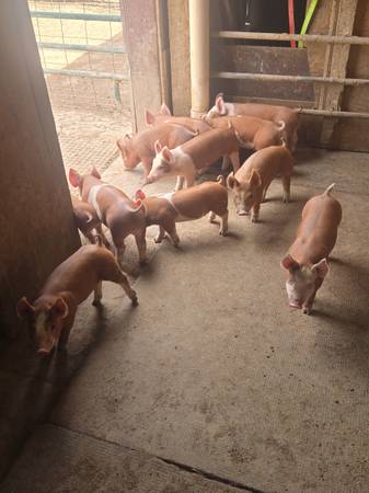 Feeder Pigs 1