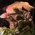 Banana Leopard Ball Python 4 thumbnail