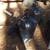 shavings 3 thumbnail