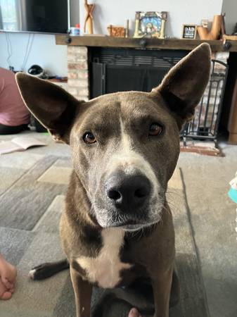 German Shepard Mix 1