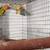 Lovebirds y Greencheek Parrots 13 thumbnail