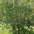 Large Young Lilac Plant with lots of small lilac shoots 2 thumbnail