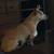 Missing Chihuahua 6 thumbnail
