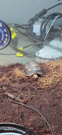 Tortuga de patas rojas (Keene)524609261908807681
