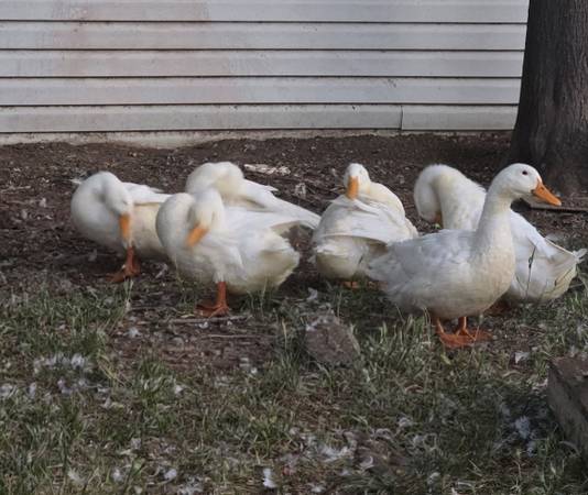 Pekin ducks 1