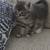 Kittens 1 thumbnail