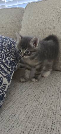 Kittens 1