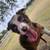 Border collie 4 thumbnail