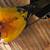 High yellow and redfactor sun conure pair 4 thumbnail