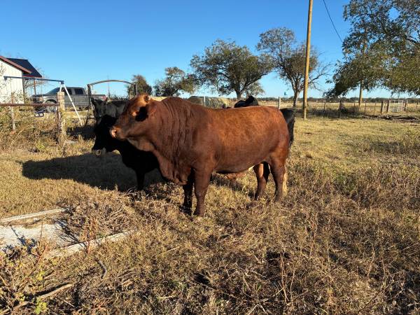 Beefmaster bull 1