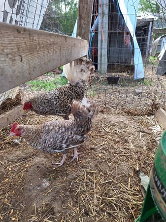 Gamefowl 1