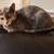 Female cat 2 thumbnail